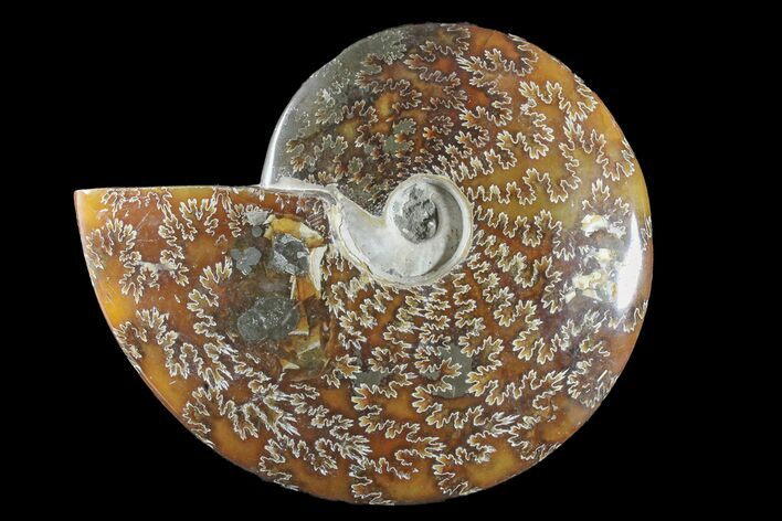 Polished Ammonite (Cleoniceras) Fossil - Madagascar #166388